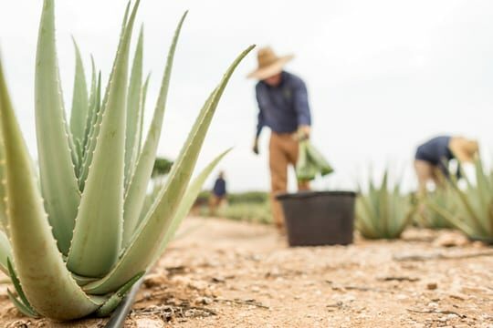 ALHYDRAN ingredients Aloe Vera